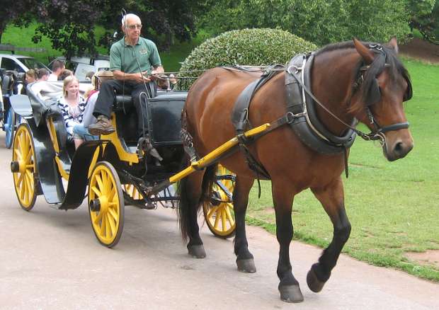 Horse and Carriage